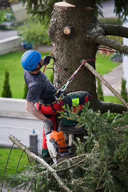 Best Lawn Watering Services  in USA